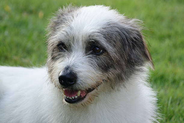 istock cute  dog sitting in grass 622519244