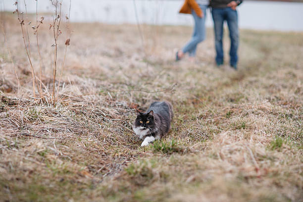 istock munchkin kitten outdoors. a married couple and  cat that walks 622519252