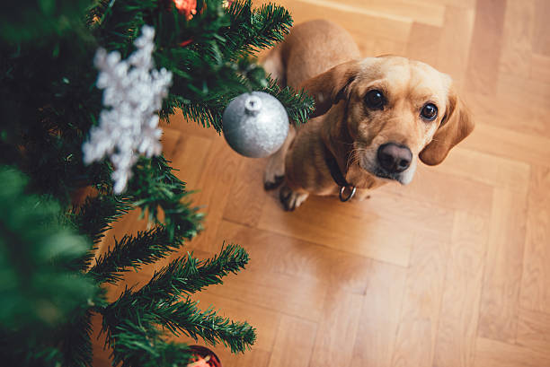 Dog sitting by the christmas tree