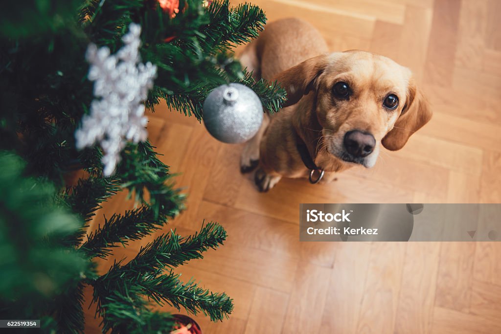Dog sitting by the christmas tree Dog sitting by the christmas tree on wood floor looking at camera Dog Stock Photo
