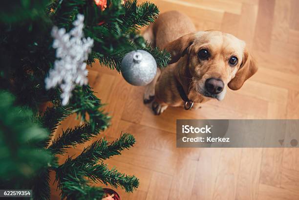 Dog Sitting By The Christmas Tree Stock Photo - Download Image Now - Dog, Christmas, Christmas Tree