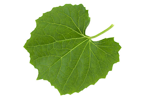 istock Momordica young leaf on white 622519404