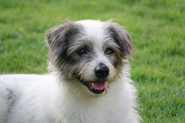 istock cute  dog sitting in grass 622519700