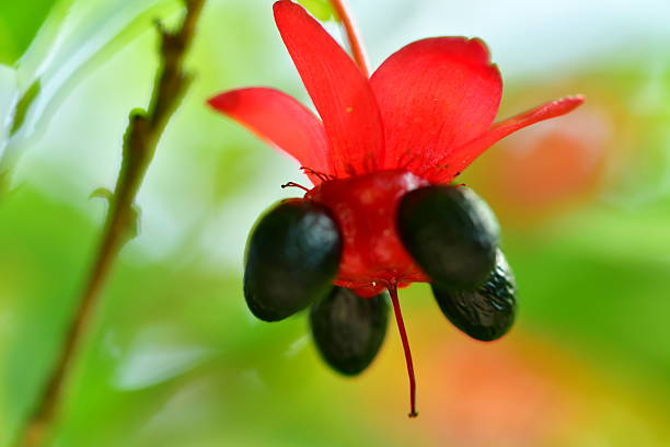 istock Ochna serrulata / pretty plant 622519882