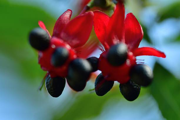 istock Ochna serrulata / pretty plant 622519990