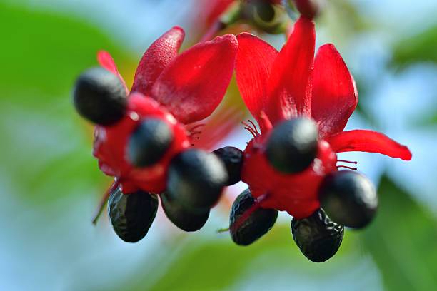 istock Ochna serrulata / pretty plant 622520080