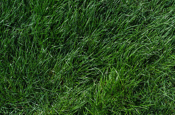 istock Long green grass on the field 622522074
