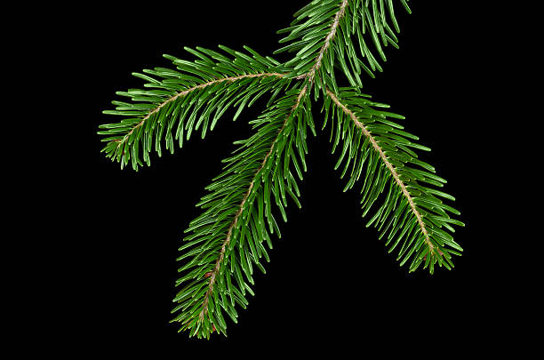 istock European silver fir branch from above over black 622526104