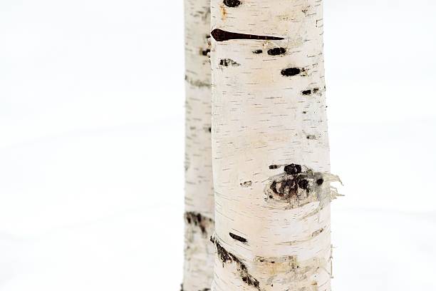 istock birch trunk against the background of snow 622528834