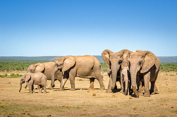 istock Elephants, Addo elephants park, South Africa 622529880