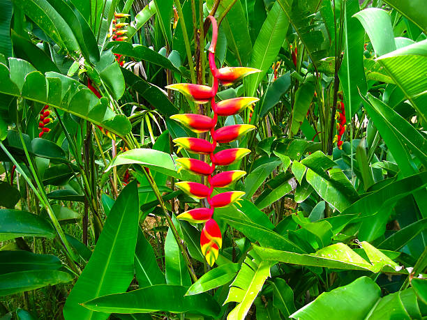 Heliconia Pendula - Hanging Crab Claw Flower at Royal Botanical garden Peradeniya. Sri Lanka