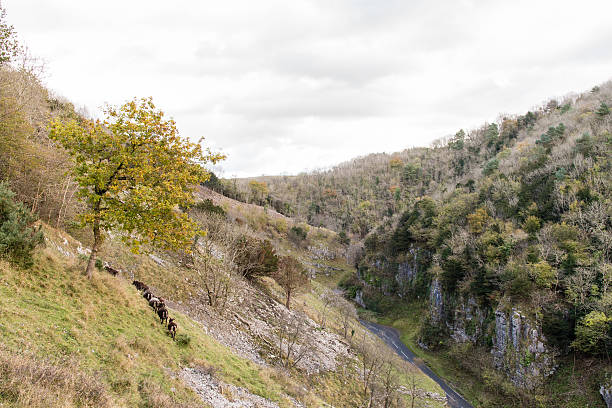 istock Soay sheep on slopes of Cheddar Gorge 622533576