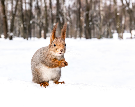 squirrel sitting in snow and holding a nut on blurred winter forest background