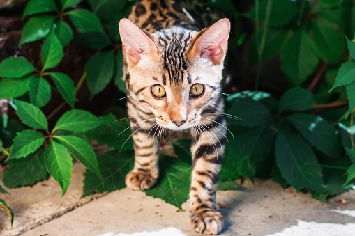 Anak Kucing Bengal Sendirian Di Luar Ruangan Mengintip Dari Daun Hijau