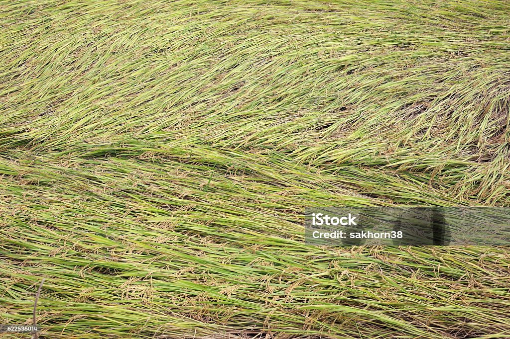 Paddy Rice Design Paddy Rice Pattern Stock Photo - Download Image Now - Agriculture, Food ...