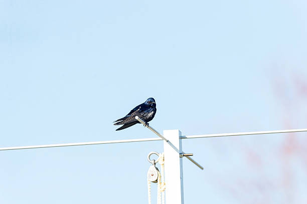 Purple Martin eye contact copy space