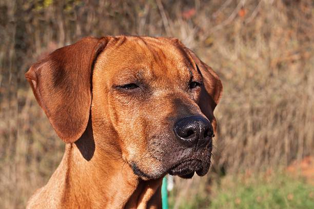 istock Sad dog eyes. Rhodesian ridgeback portrait. 622537130