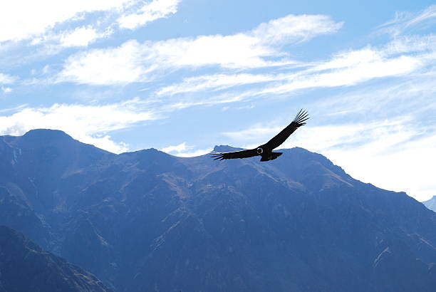 istock Flight of the Condor 622537674