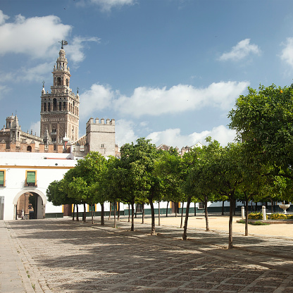 The Giralda tower as seen from courtyard with orange trees next to the cathedral in Seville, Spain