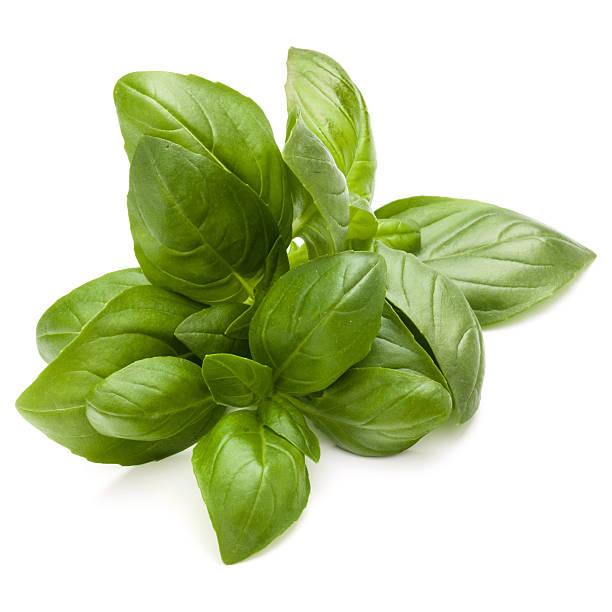 istock Sweet basil herb leaves bunch isolated on white background 622539764