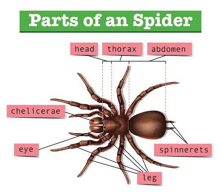 Diagram showing parts of spider illustration