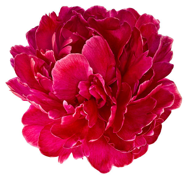 Bud red peony 2 Bud of peony flower bright red or purple in artificial light, isolated on white background peony stock pictures, royalty-free photos & images