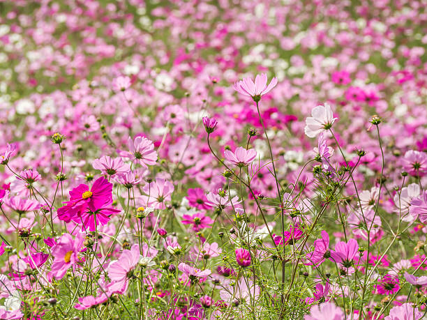 istock Abstract closeup cosmos flowers field for nature background 622541326