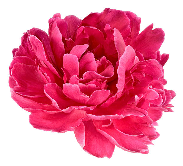 peonia rossa di bud 4 - cut out flower bud clipping path foto e immagini stock