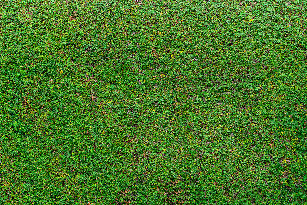 istock Green leaves wall background, plant on the wall 622545734