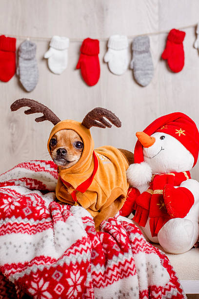 istock Dog in a Christmas reindeer costume 622547480