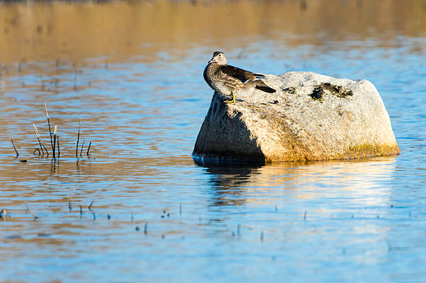 istock Wood Duck female perched rock 622548550