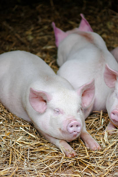istock Three pigs swine sleeping resting on  straw in farm stall 622549148