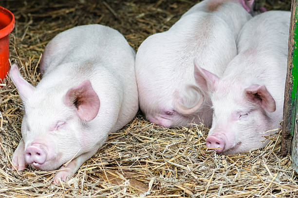 istock Three pigs swine sleeping resting on straw in farm stall 622549298
