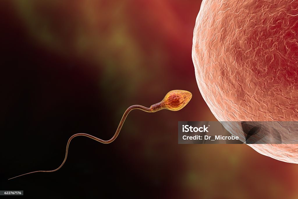 Fertilization of human egg cell by spermatozoan Fertilization of human egg cell by spermatozoan, 3D illustration Sperm Stock Photo
