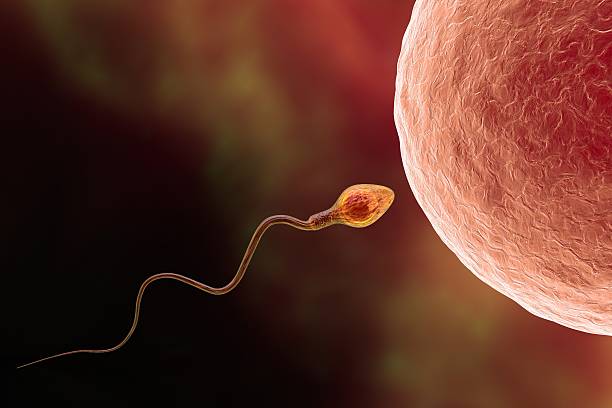 Fertilization of human egg cell by spermatozoan stock photo