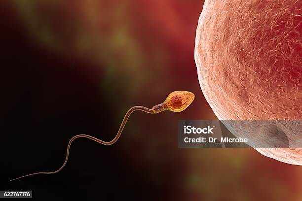 Fertilization Of Human Egg Cell By Spermatozoan Stock Photo - Download Image Now - Sperm, Human Fertility, Human Egg