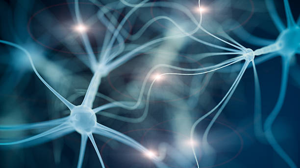 - neuron zelle netzwerk - hormone stock-fotos und bilder