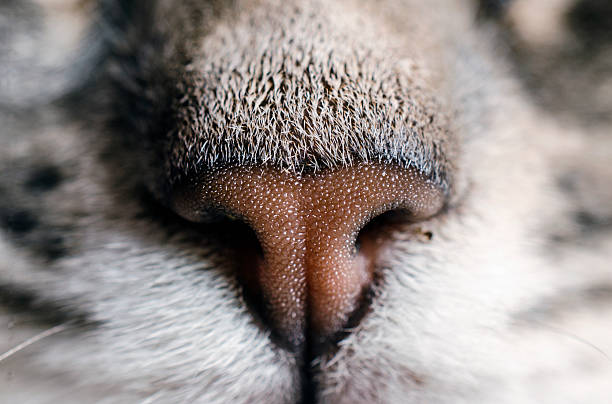 istock Fragment of a cat's muzzle: nose and moustaches. 622767688