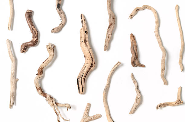 istock set of dry twig without bark isolated 622769506