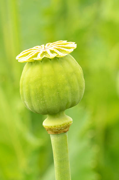 istock Close-up of poppyhead 622769738