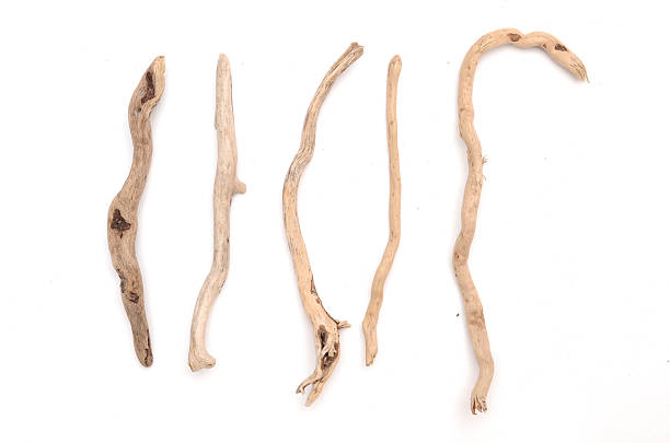 istock set of dry twig without bark isolated 622769790