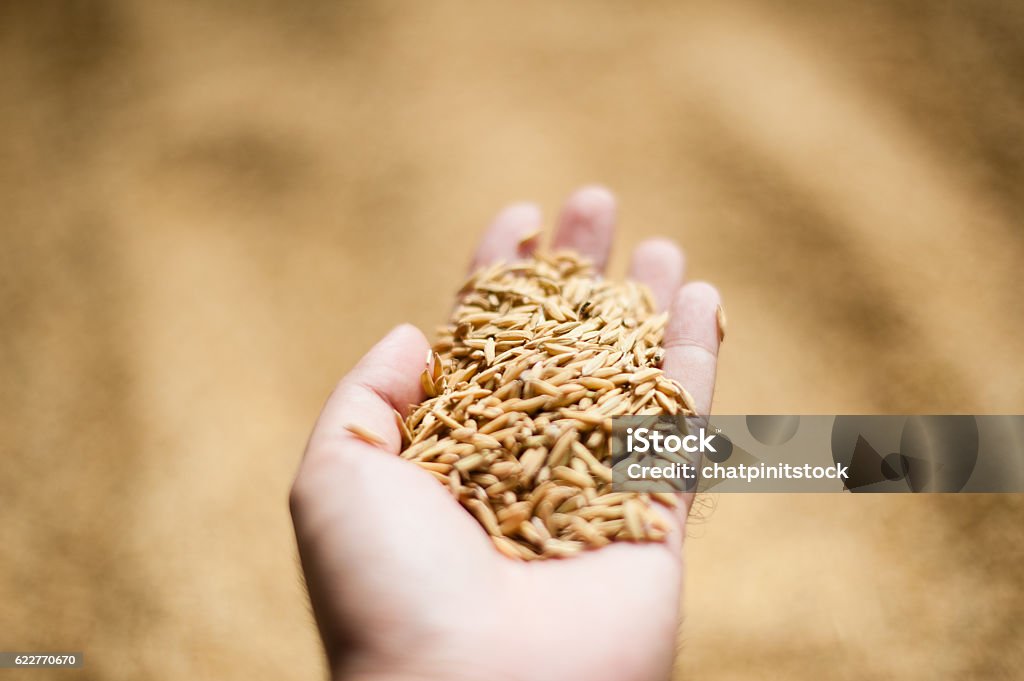 rice in hand Agriculture Stock Photo