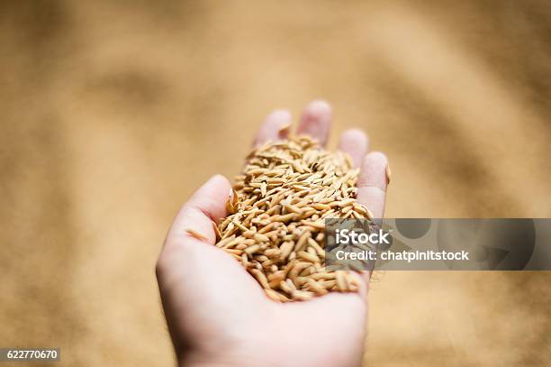 Rice In Hand Stock Photo - Download Image Now - Agriculture, Asia, Asian and Indian Ethnicities