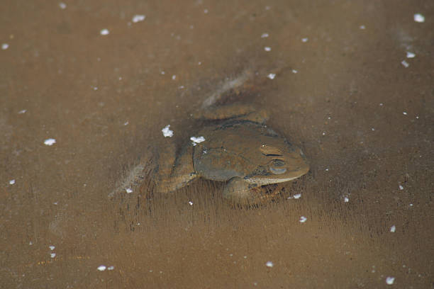 frog during winter stock photo