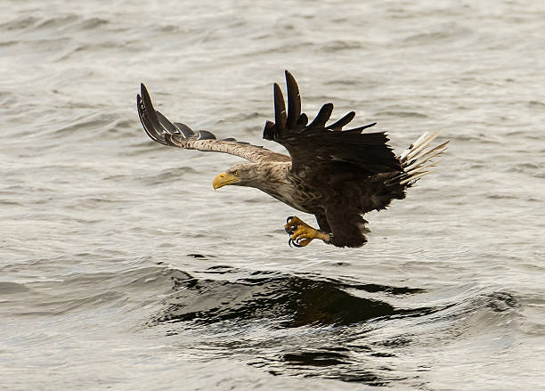 인명별 꼬리 sea eagle - white tailed eagle sea eagle eagle sea 뉴스 사진 이미지