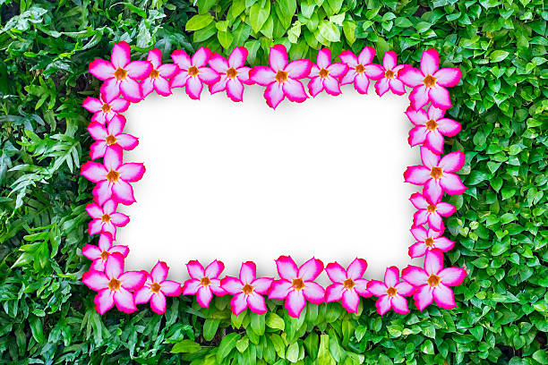 istock Impala lily flower flame on three ivy wall 622777108