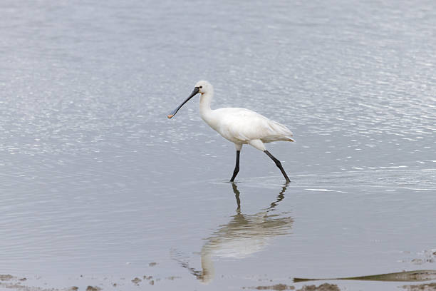 istock Eurasian spoonbill, Platalea leucorodia 622778500