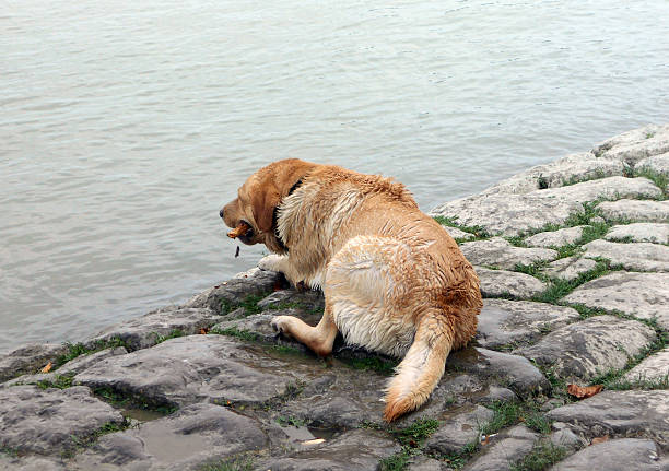 istock Large dog on the dock with a stick in jaws 622782338