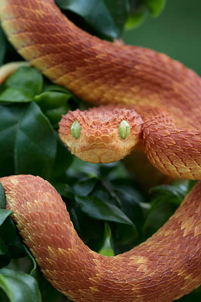 istock Venomous Red Bush Viper Snake Ready to Strike 622782588