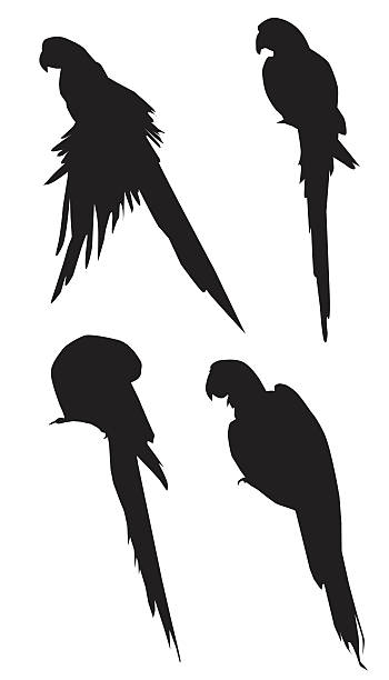 Macaw Silhouette Set Macaw Silhouette Set is a vector illustration. parrot silhouette stock illustrations